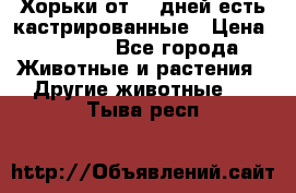   Хорьки от 35 дней есть кастрированные › Цена ­ 2 000 - Все города Животные и растения » Другие животные   . Тыва респ.